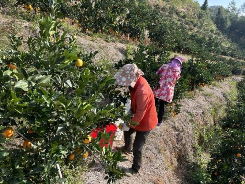 赣南脐橙顺丰发货，诚信合作量大从优欢迎来电咨询