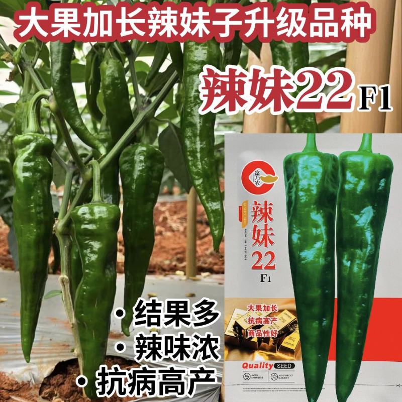 辣妹22升级大果加长辣妹子种子超辣辣椒种籽特辣青红两用