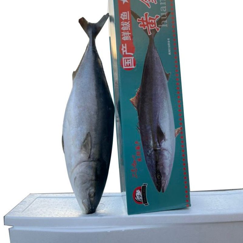 黄金大鲅鱼！专业一件代发！对接各大电商平台！
