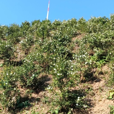 高山茶油