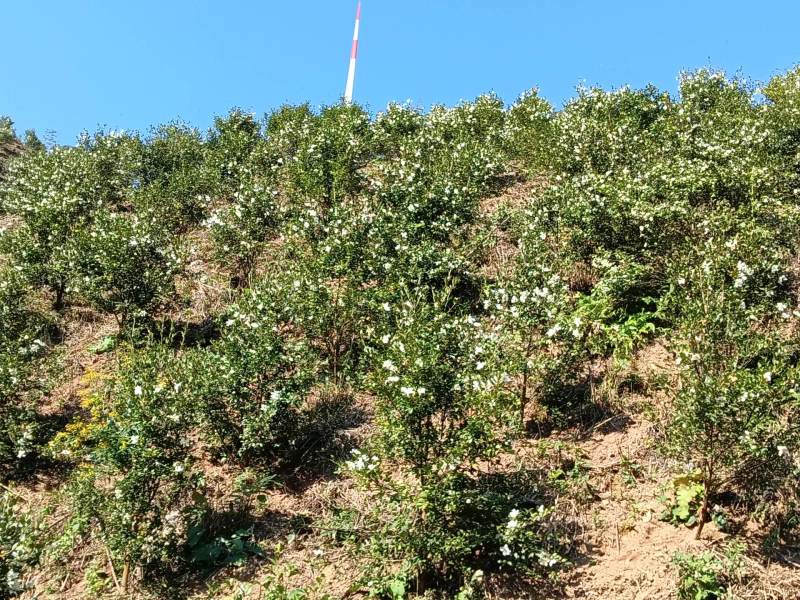 高山茶油