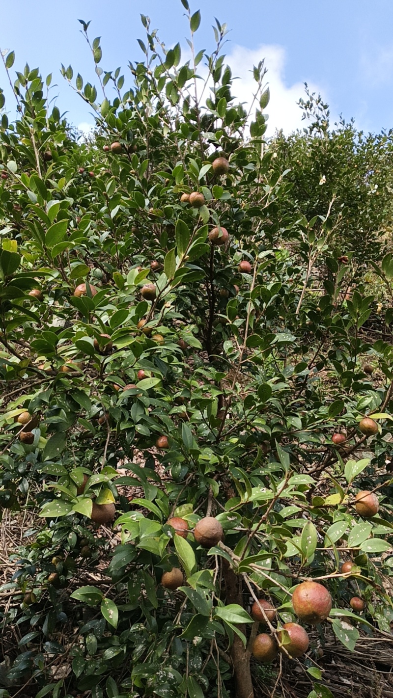 高山茶油