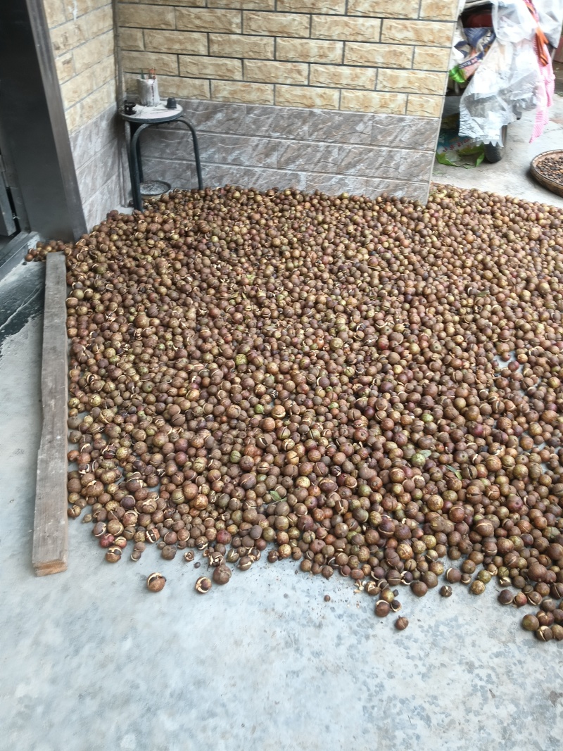 高山茶油