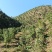 高山茶油