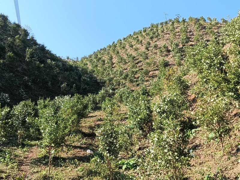 高山茶油
