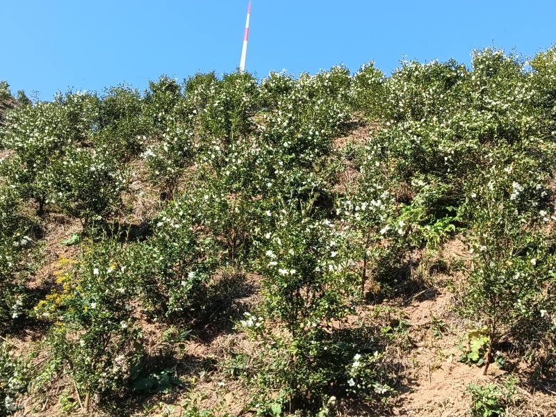 高山茶油
