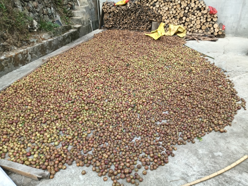 高山茶油