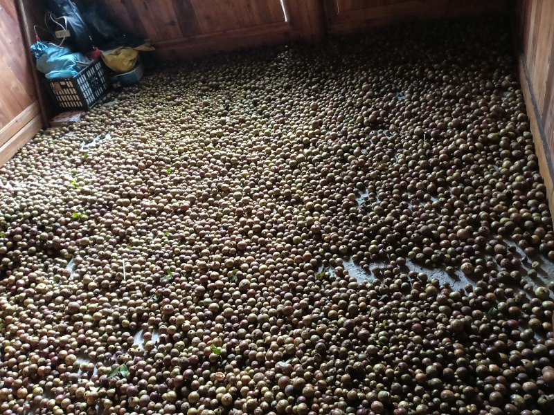 高山茶油