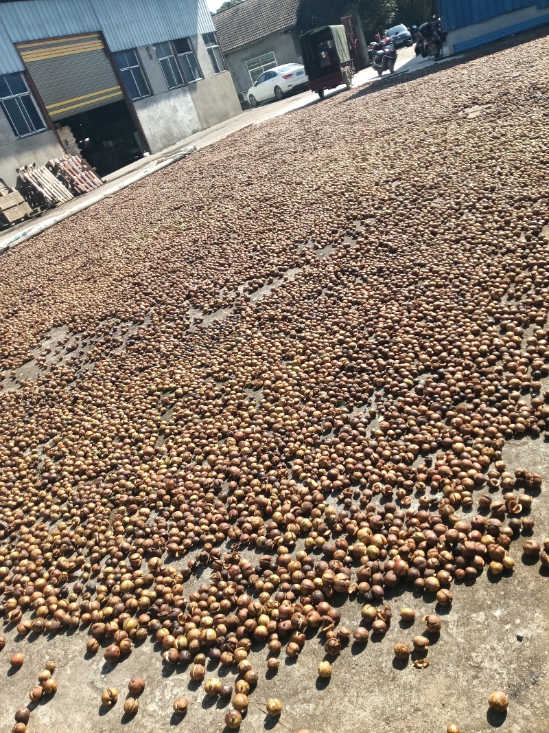 高山茶油