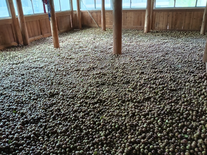 高山茶油