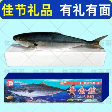 特大黄金大鲅鱼！对接各大电商平台！专业一件代发！