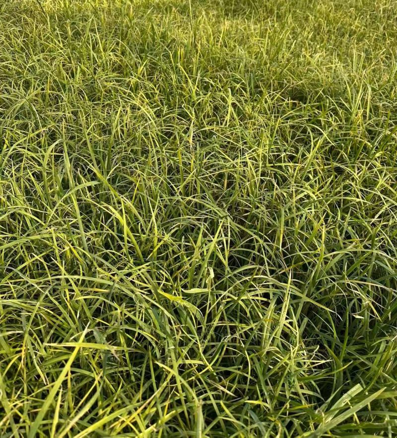观叶植物马兰120杯，基地有量，欢迎来一亩田订购。