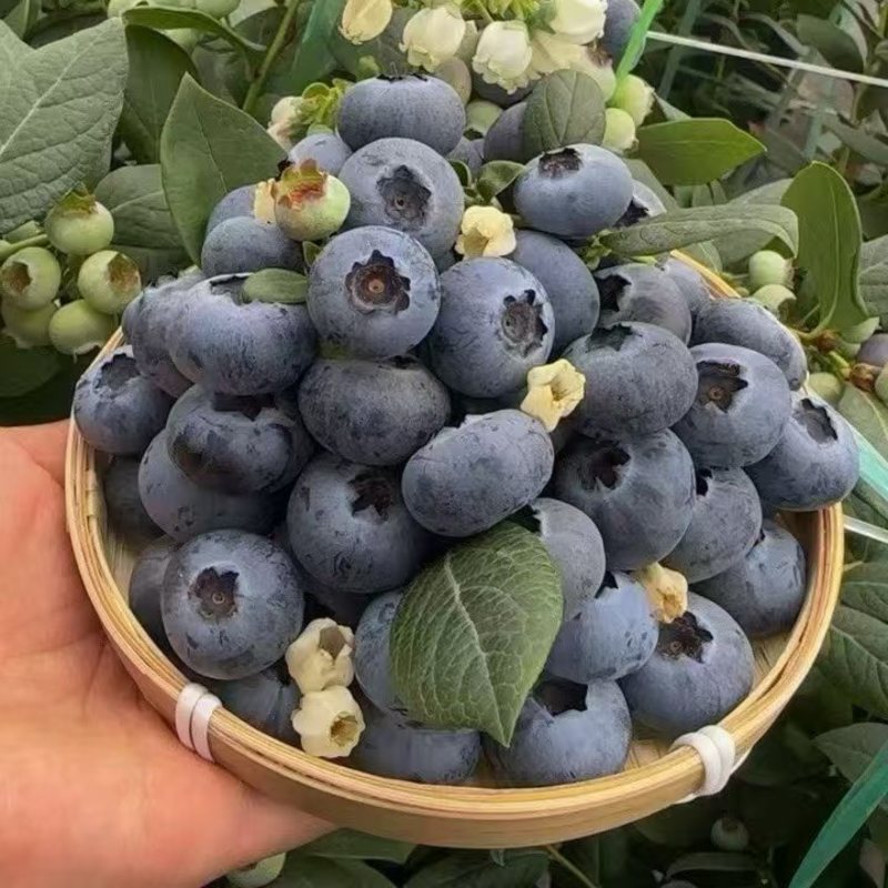 云南L25花香蓝莓基地直供一件代发