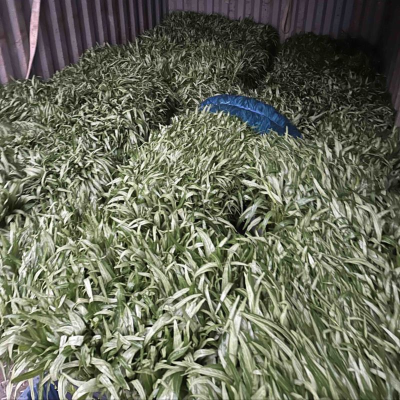 空心菜，靓货不多，欢迎各位老板下单