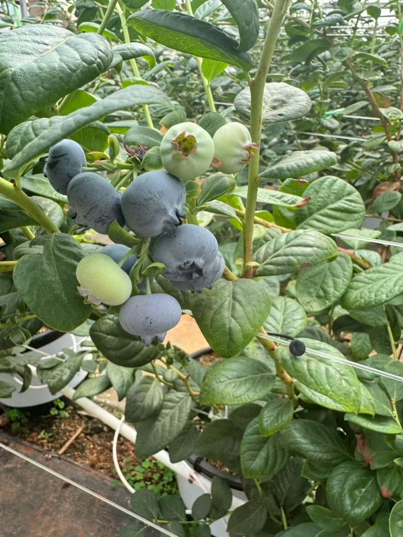 云南L25花香蓝莓基地直供一件代发