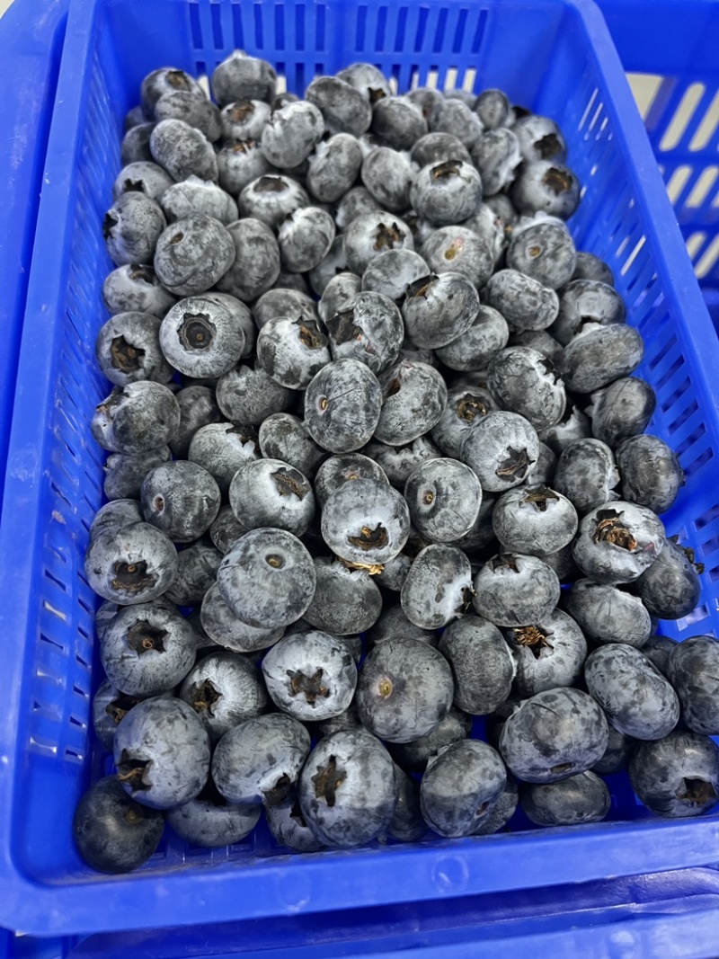 云南L25花香蓝莓基地直供一件代发