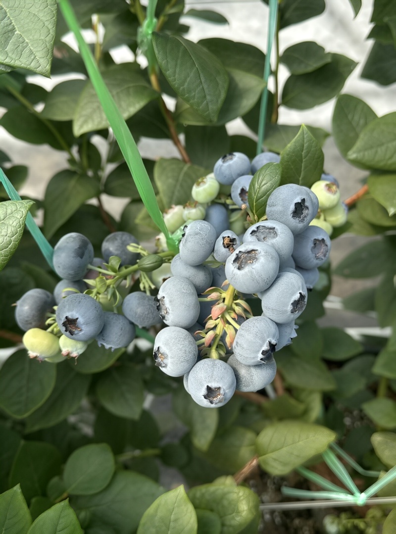 云南L25花香蓝莓基地直供一件代发