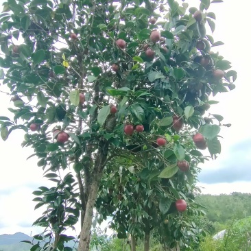 红山茶花树