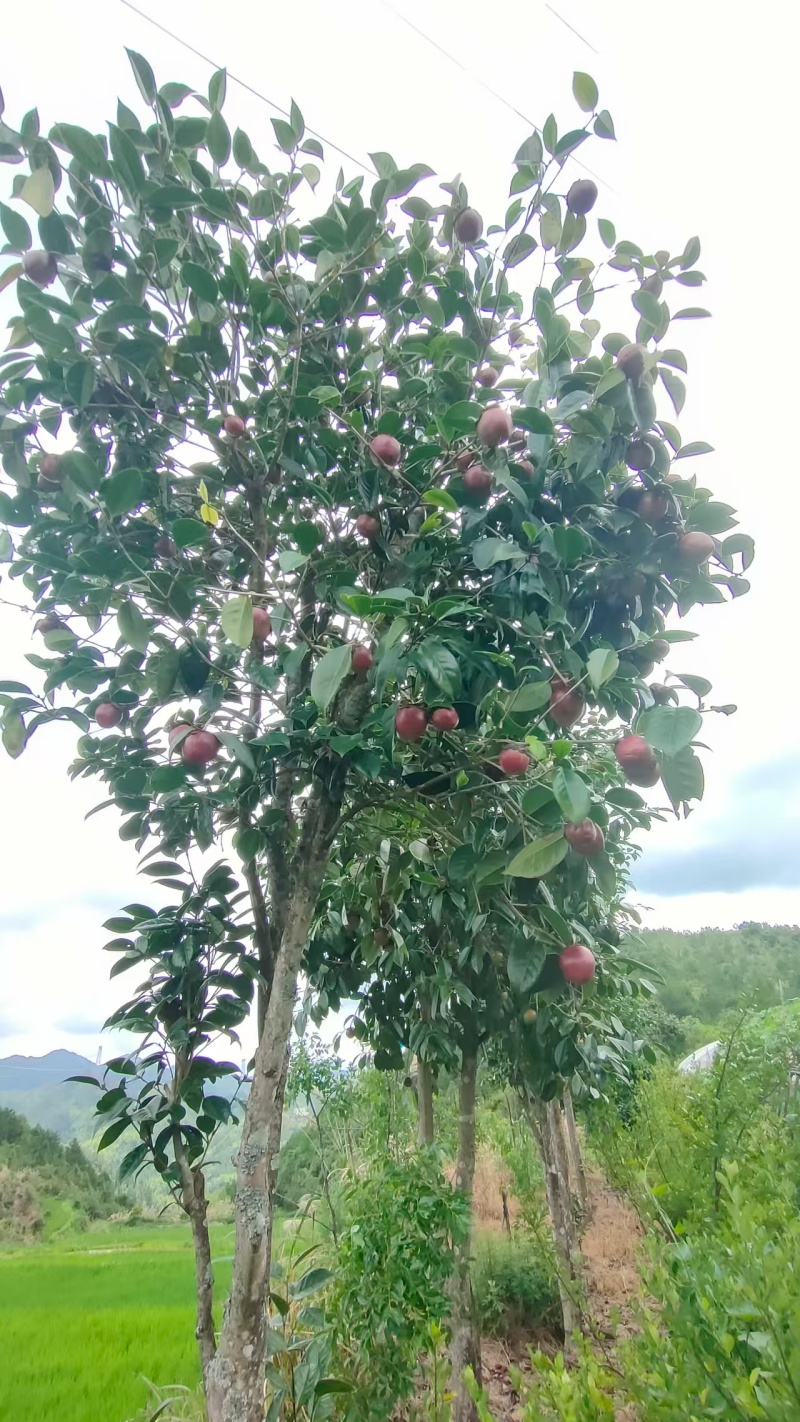 红山茶花树
