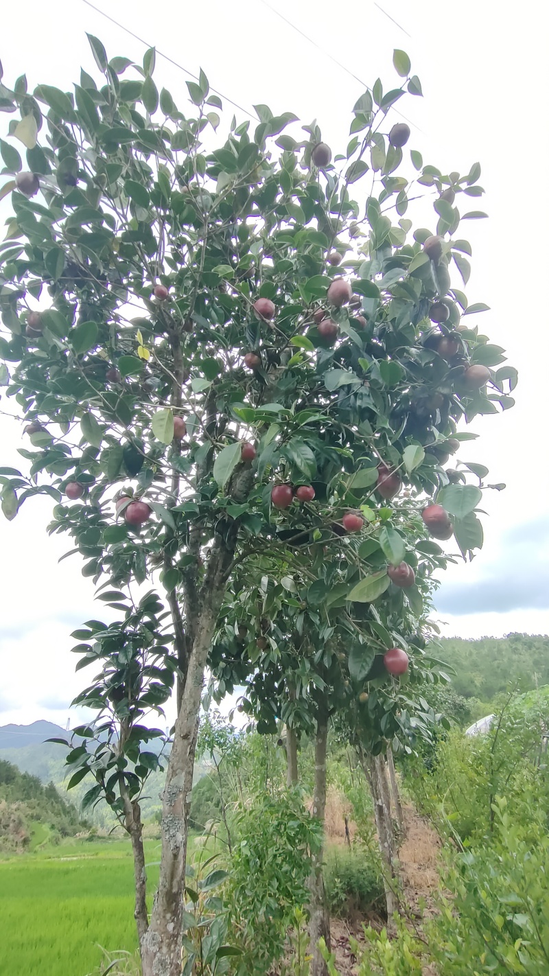 红山茶花树
