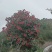 红山茶花树