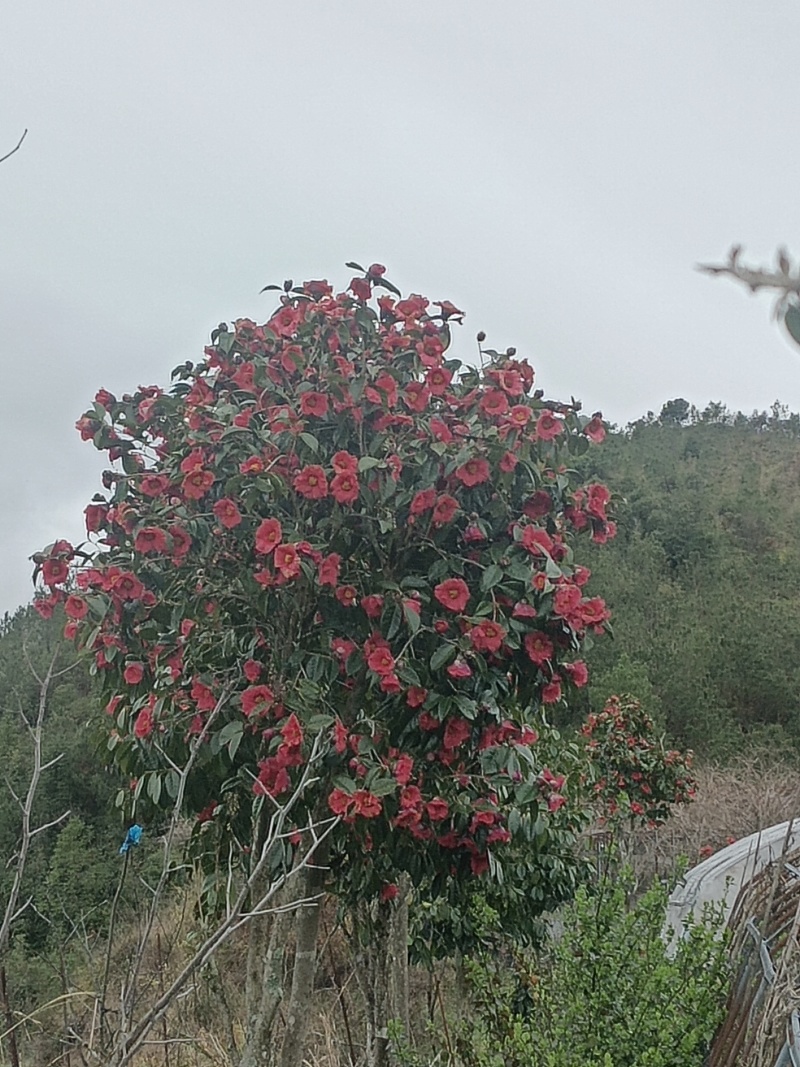 红山茶花树