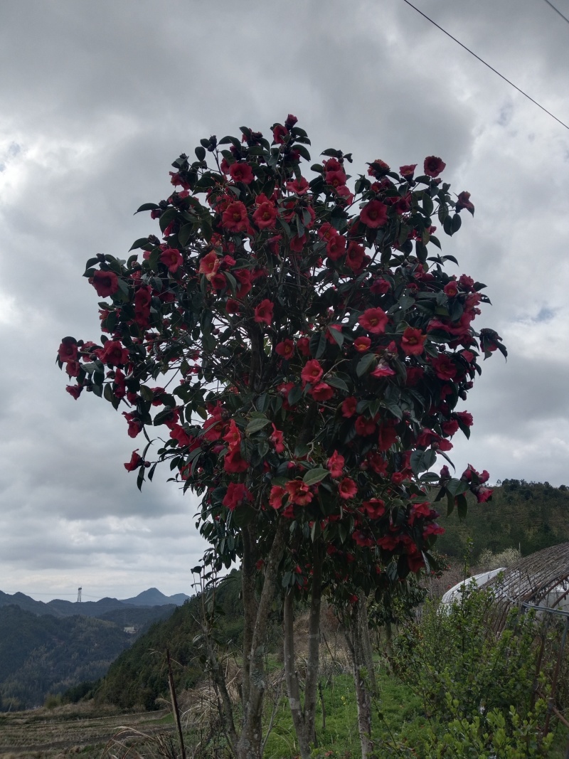 红山茶花树