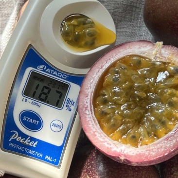 云南基地直供蜜桃百香果货足60克以上可以整车走货