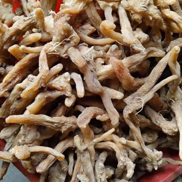 黄精