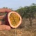 云南基地直供蜜桃百香果货足60克以上可以整车走货