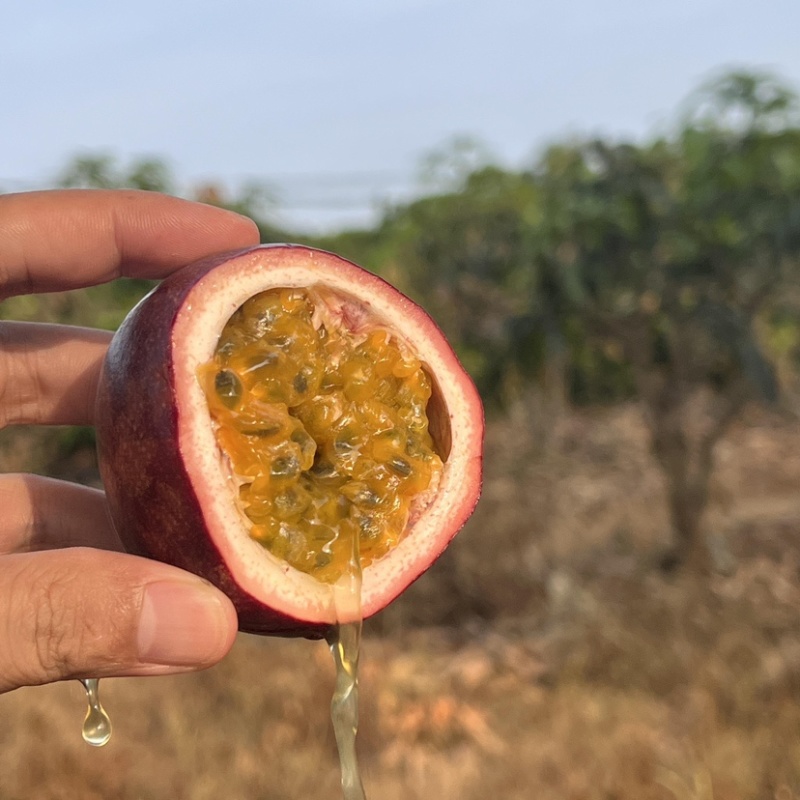 云南基地直供蜜桃百香果货足60克以上可以整车走货
