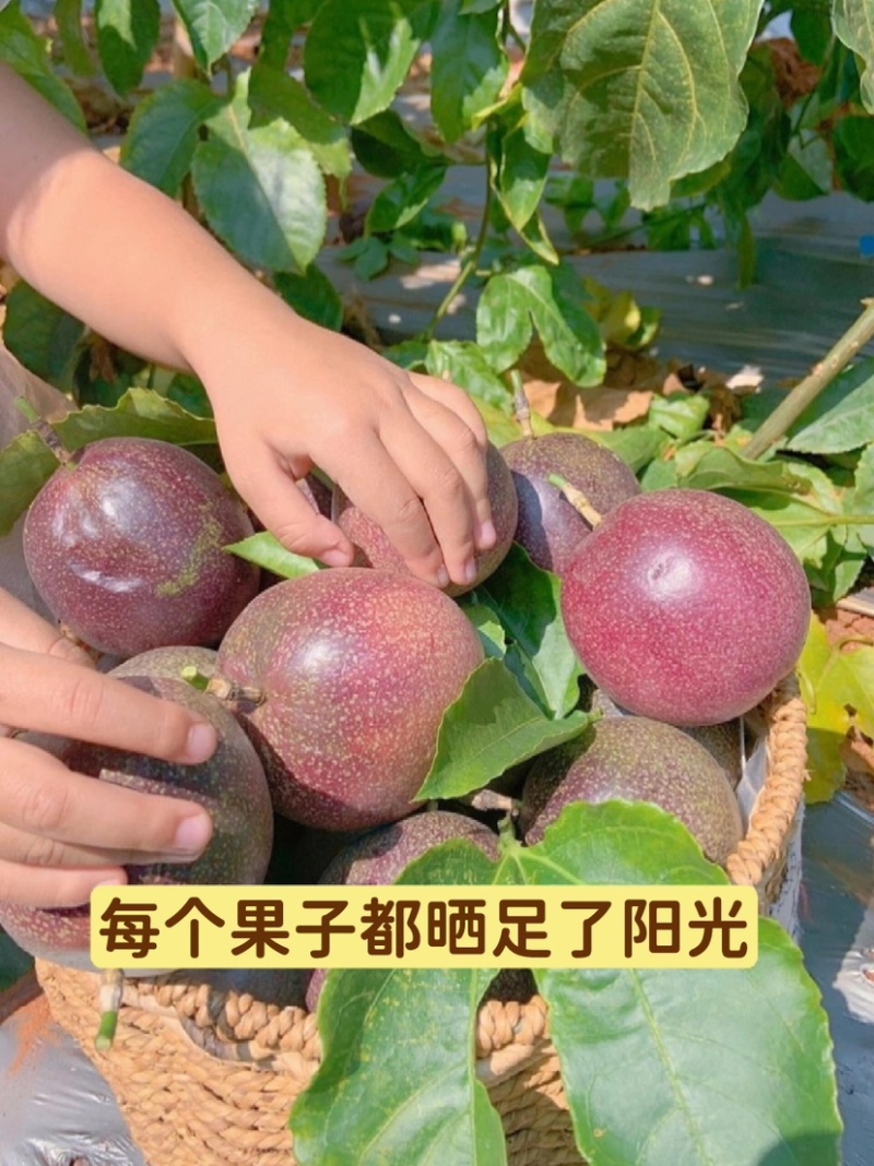 云南基地直供蜜桃百香果货足60克以上可以整车走货