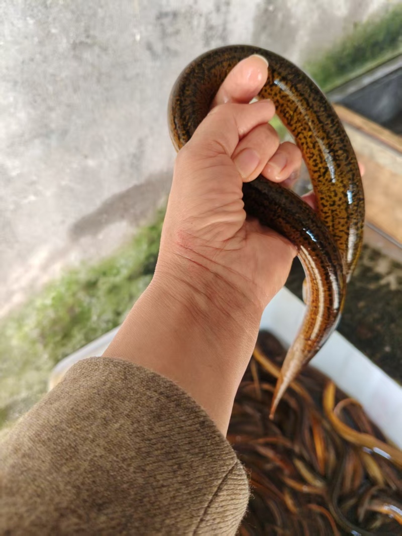 鳝鱼鳝鱼土黄鳝华丰9号全规格基地每天8-10吨货源充