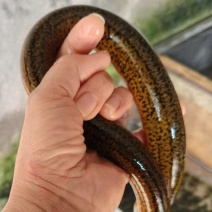 鳝鱼鳝鱼土黄鳝华丰9号全规格基地每天8-10吨货源充
