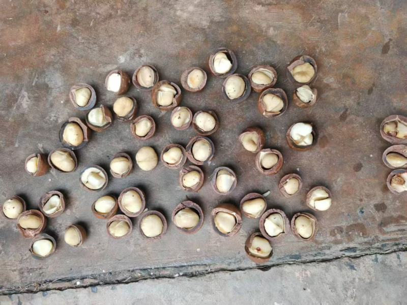 夏威夷果电商货量大供应