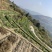 盘菜高山