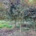【带土发货】红花丹桂10公分米径桂花树工程苗木