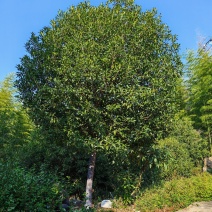 【优质】基地直发14公分桂花树规格齐全丹桂树工程苗木量大