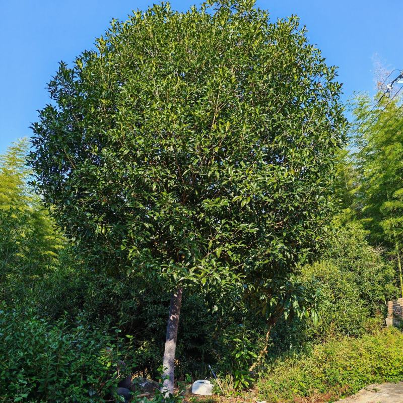 【优质】基地直发14公分桂花树规格齐全丹桂树工程苗木量大