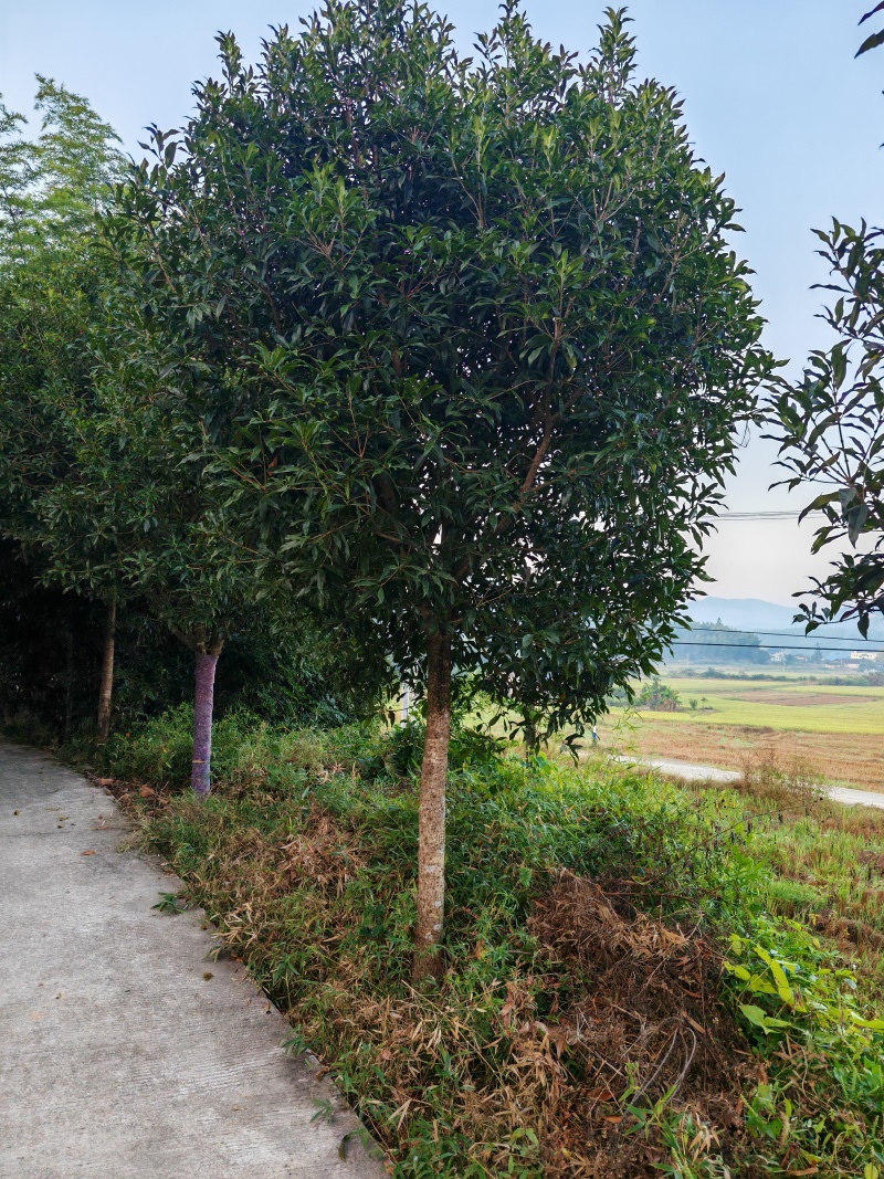 【优质】基地直发14公分桂花树规格齐全丹桂树工程苗木量大