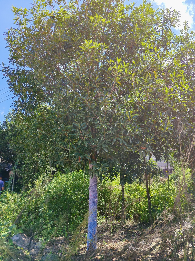 【优质】基地直发14公分桂花树规格齐全丹桂树工程苗木量大