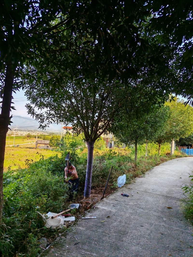 【优质】基地直发14公分桂花树规格齐全丹桂树工程苗木量大