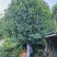 【优质】基地直发14公分桂花树规格齐全丹桂树工程苗木量大