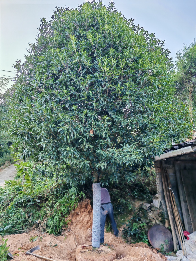 【优质】基地直发14公分桂花树规格齐全丹桂树工程苗木量大