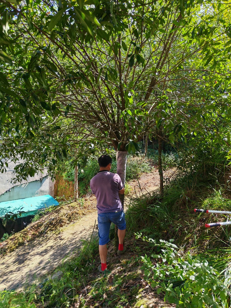 【优质】基地直发14公分桂花树规格齐全丹桂树工程苗木量大