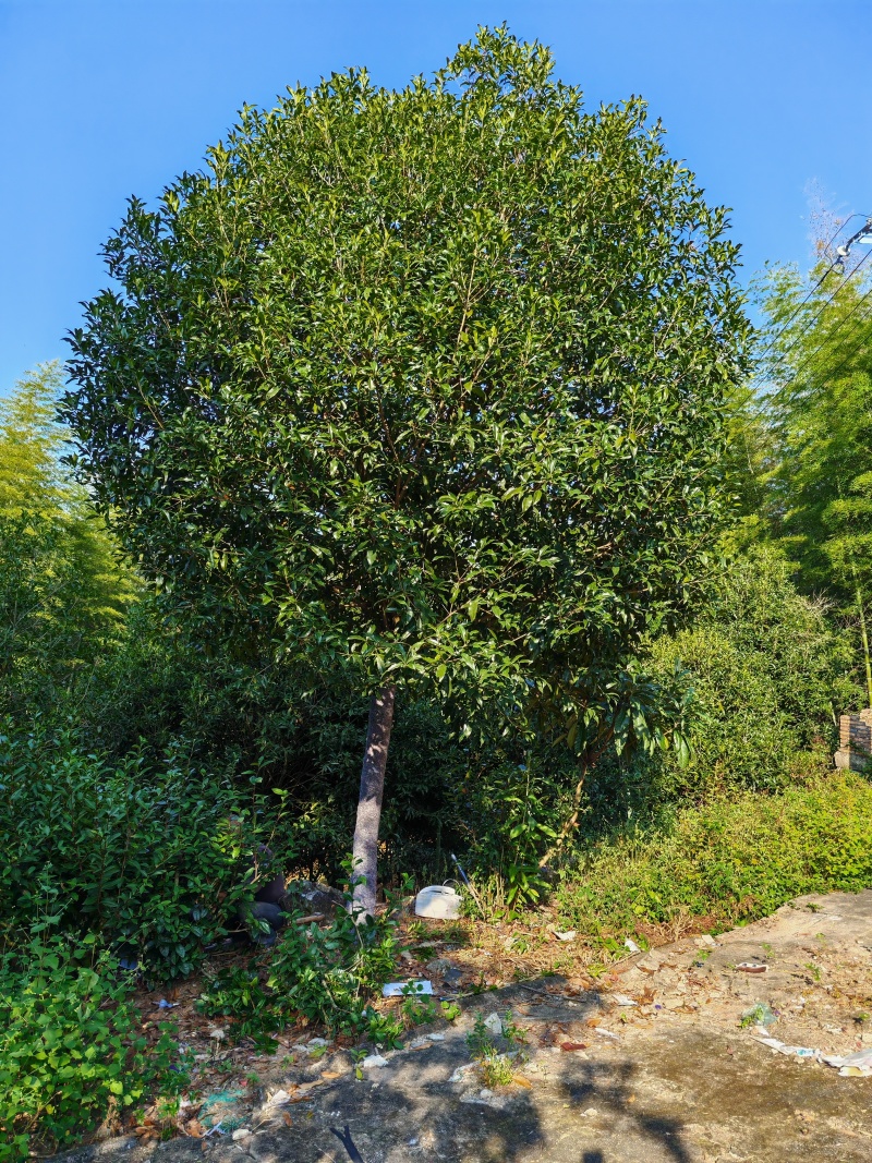 【优质】基地直发14公分桂花树规格齐全丹桂树工程苗木量大