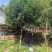 【优质】基地直发14公分桂花树规格齐全丹桂树工程苗木量大