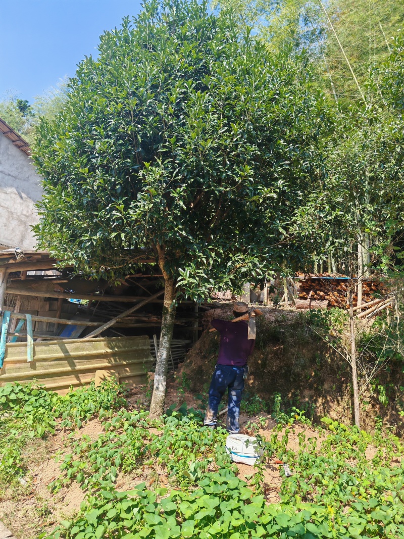 【优质】基地直发14公分桂花树规格齐全丹桂树工程苗木量大