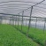 柳叶白梗空心菜
