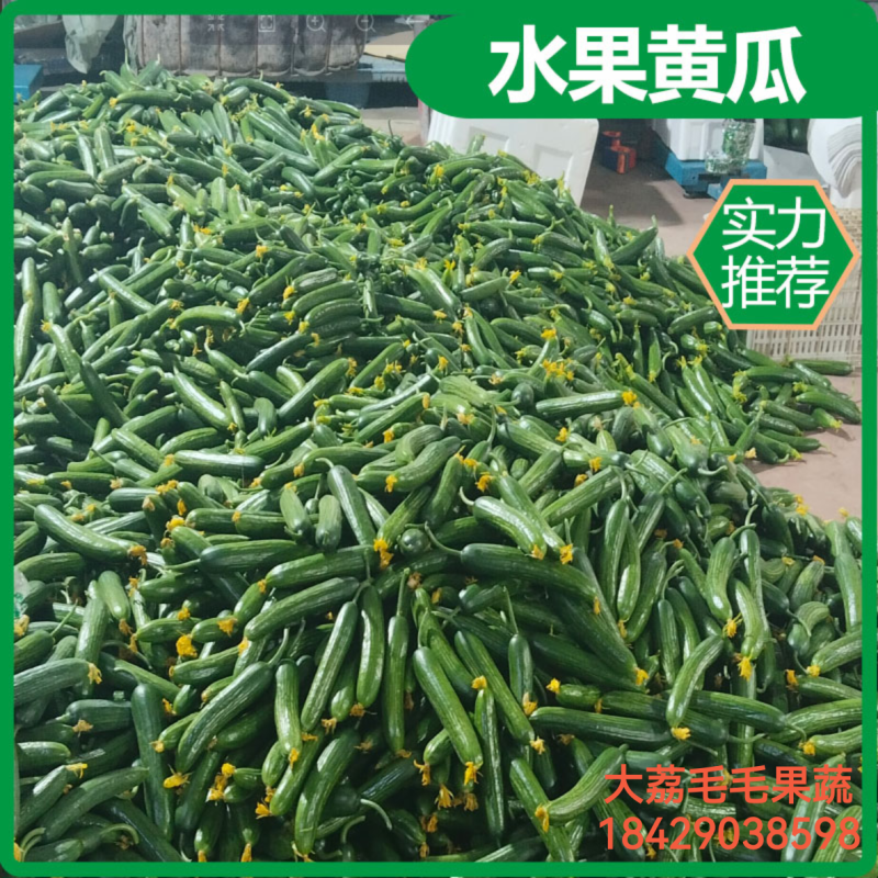 水果黄瓜，小乳瓜产地陕西大荔农户直销需要联系我价格合适